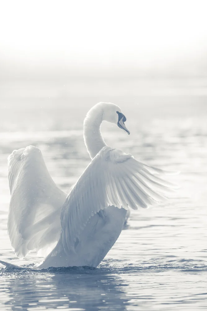 Cygnus - fotokunst von Sebastian Worm