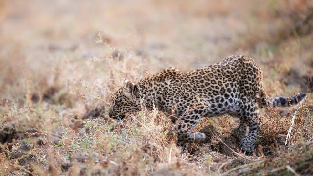 cub panthera pardus - fotokunst von Dennis Wehrmann