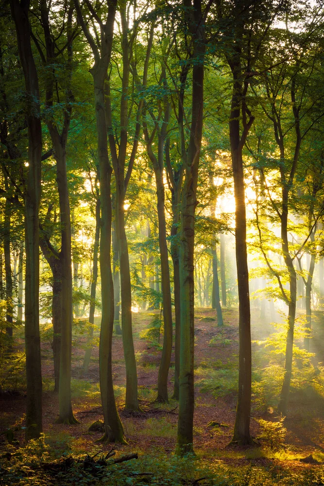 Herbstlicht im Wald - fotokunst von Martin Wasilewski