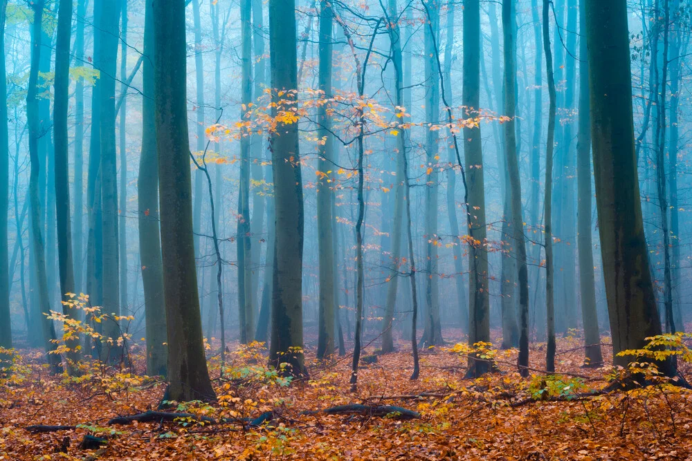 Die letzten Blätter - fotokunst von Martin Wasilewski