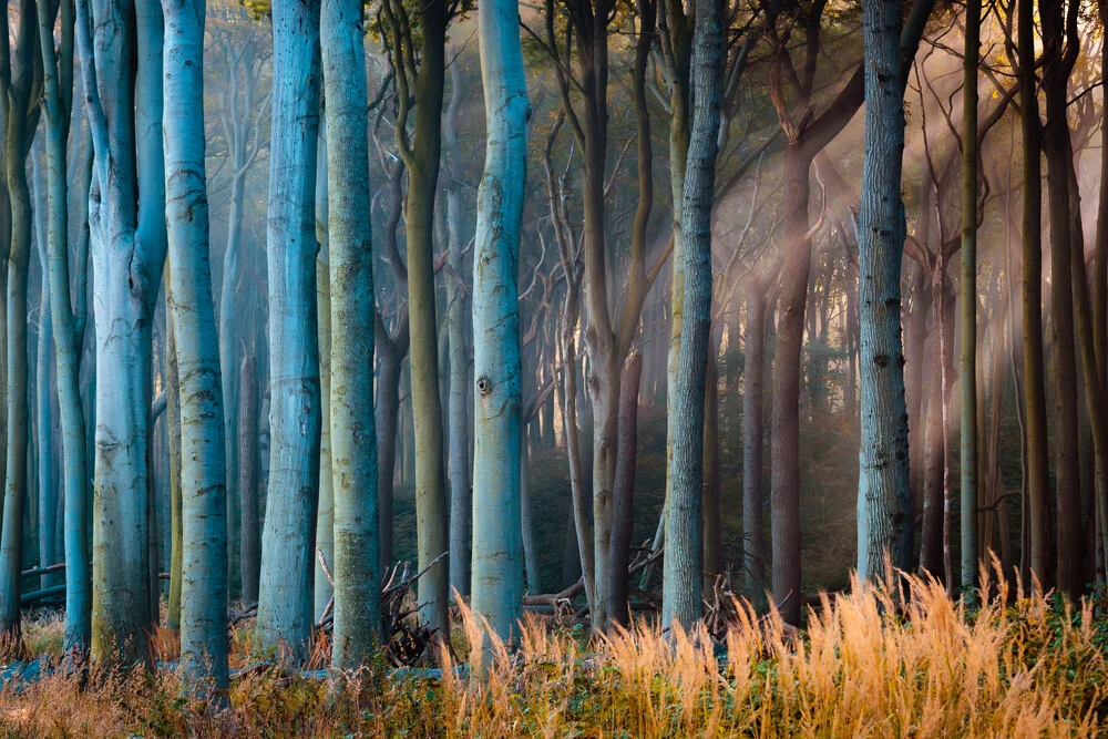 Ghost Forest in Nienhagen - Fineart photography by Martin Wasilewski