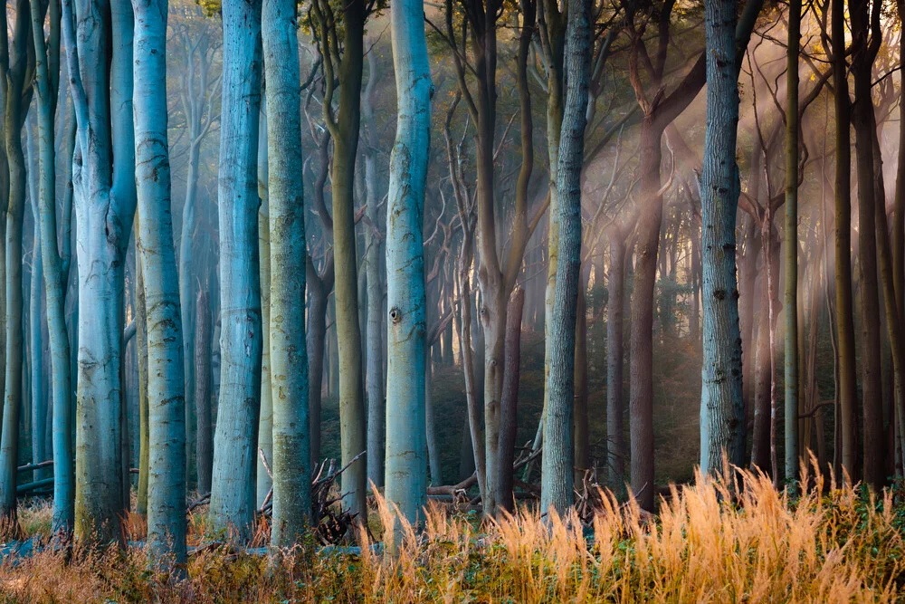 Gespensterwald in Nienhagen - fotokunst von Martin Wasilewski