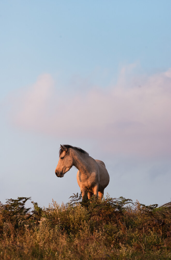 Horse at Sunset - fotokunst von AJ Schokora