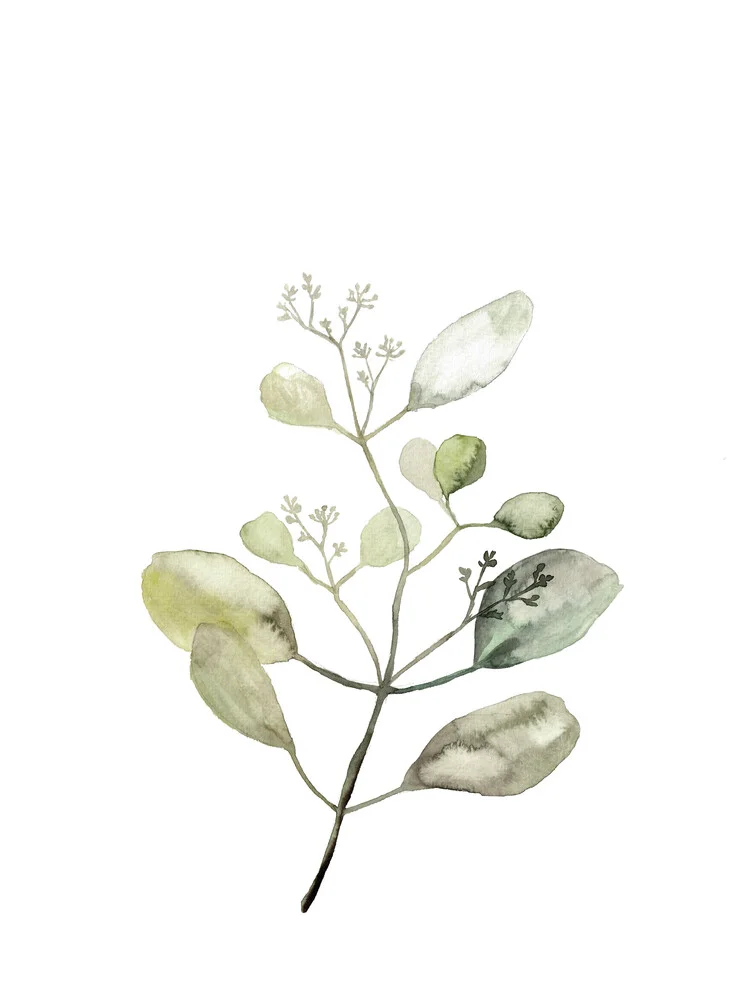 Botanicals Eucalyptus - fotokunst von Christina Wolff