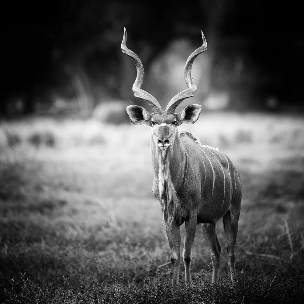 ammelaphus imberbis - fotokunst von Dennis Wehrmann