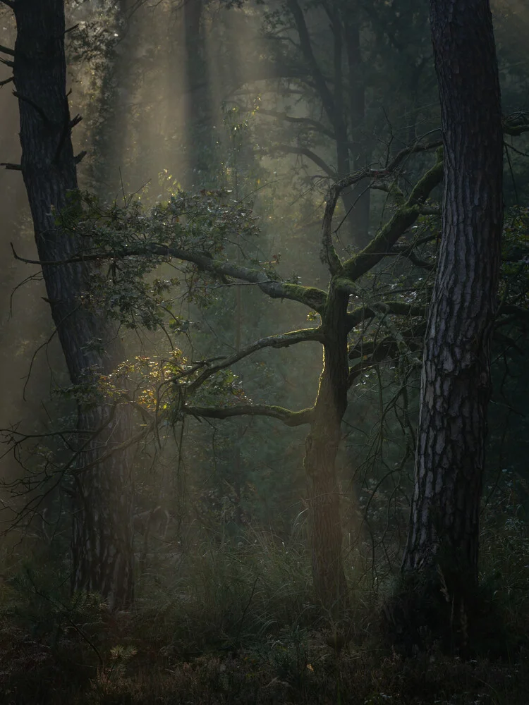 Der Baum - fotokunst von Felix Wesch