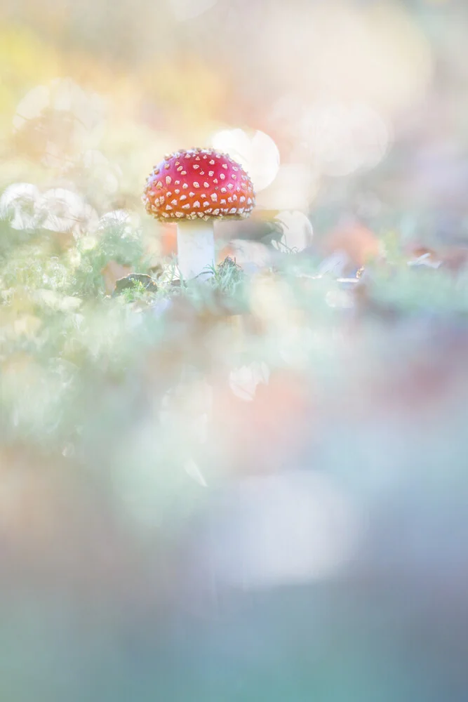 Fly agaric - Fineart photography by Felix Wesch