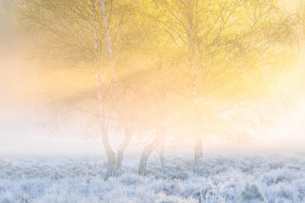 Cold sunrise - Fineart photography by Felix Wesch