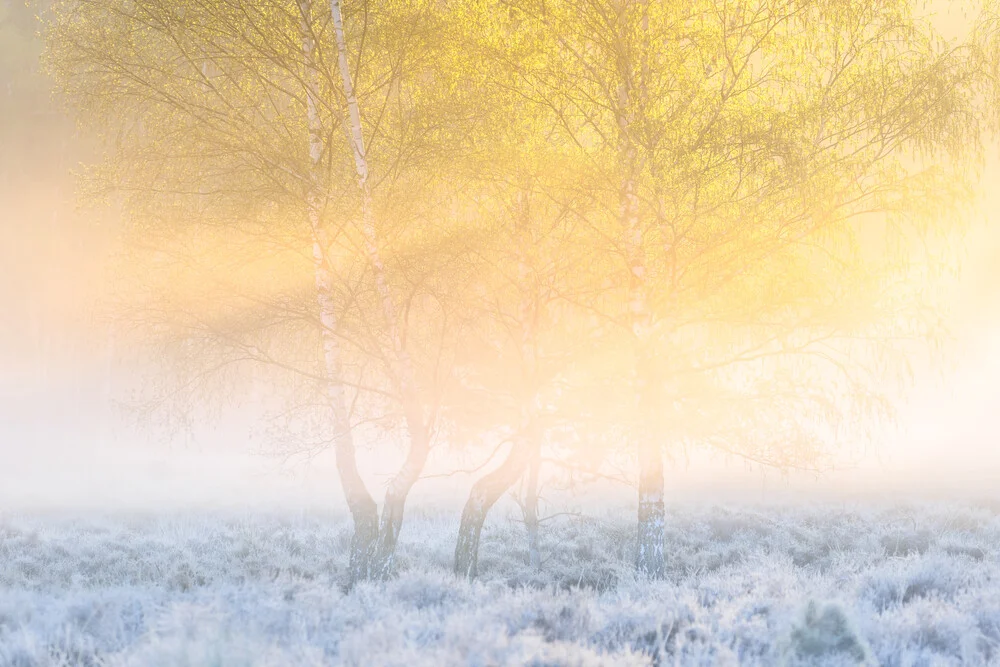 Frostiger Sonnenaufgang - fotokunst von Felix Wesch