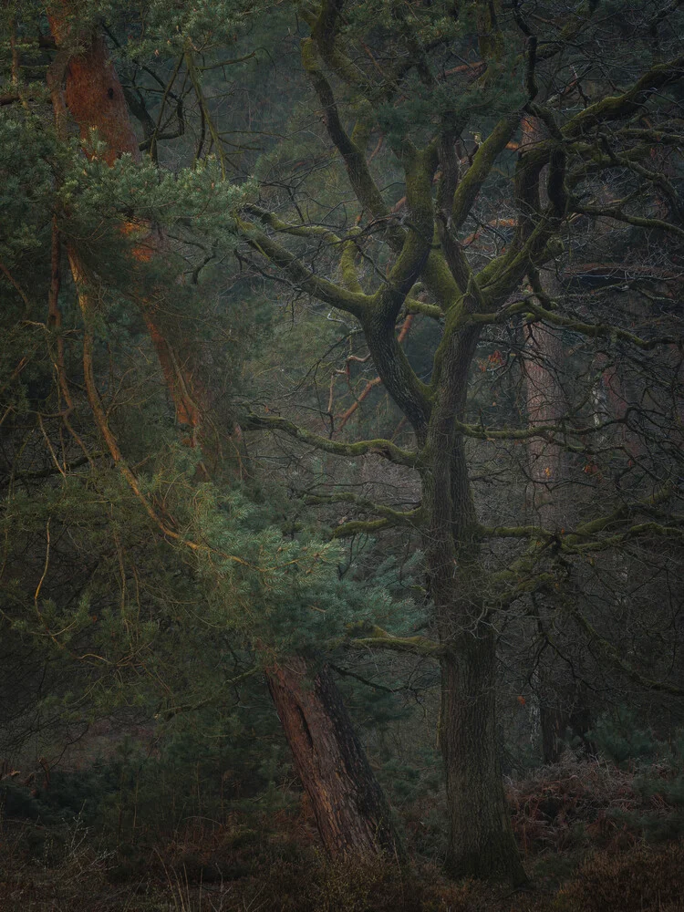 Oak and pine - Fineart photography by Felix Wesch