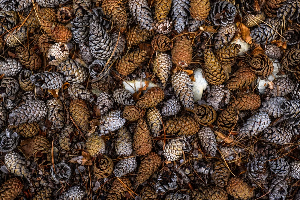 Pine cones - Fineart photography by Felix Wesch