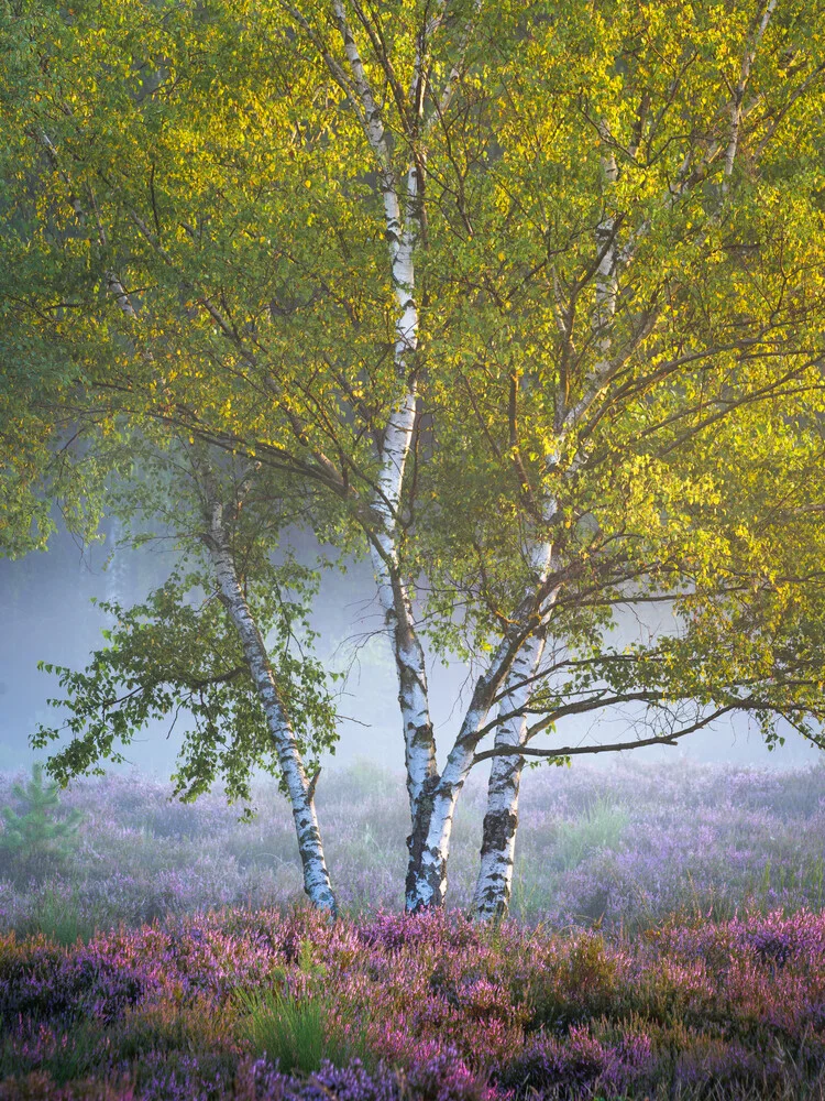 Birches - Fineart photography by Felix Wesch