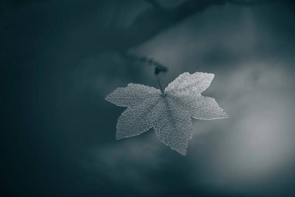 Leaf Monochrome - Fineart photography by Sebastian Worm
