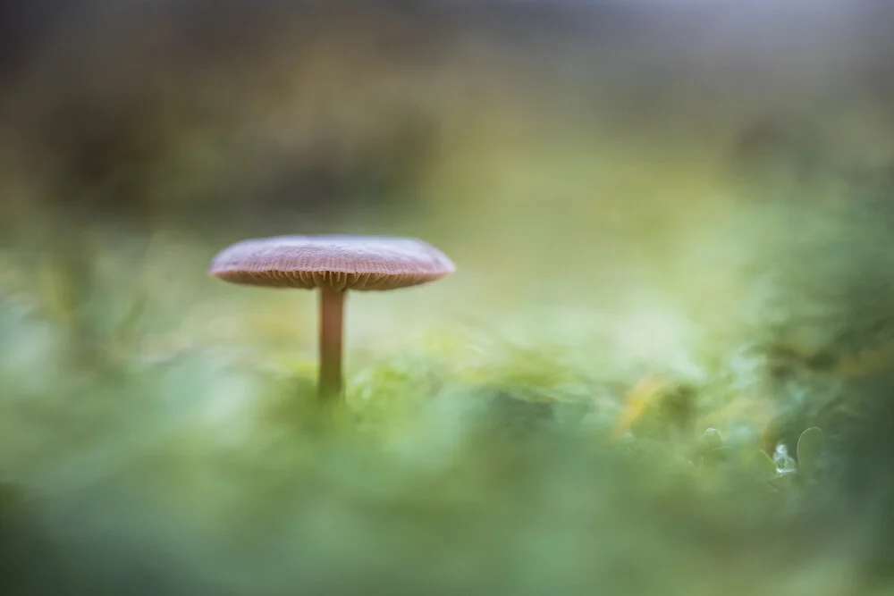 Nahaufnahme eines kleinen Pilzes im Grünen mit sanften Bokeh-Effekten.