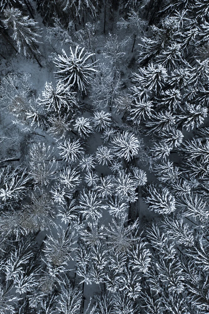 path through the WINTER forest - fotokunst von Studio Na.hili