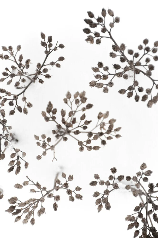 dried flowers in WINTER WHITE snow - fotokunst von Studio Na.hili