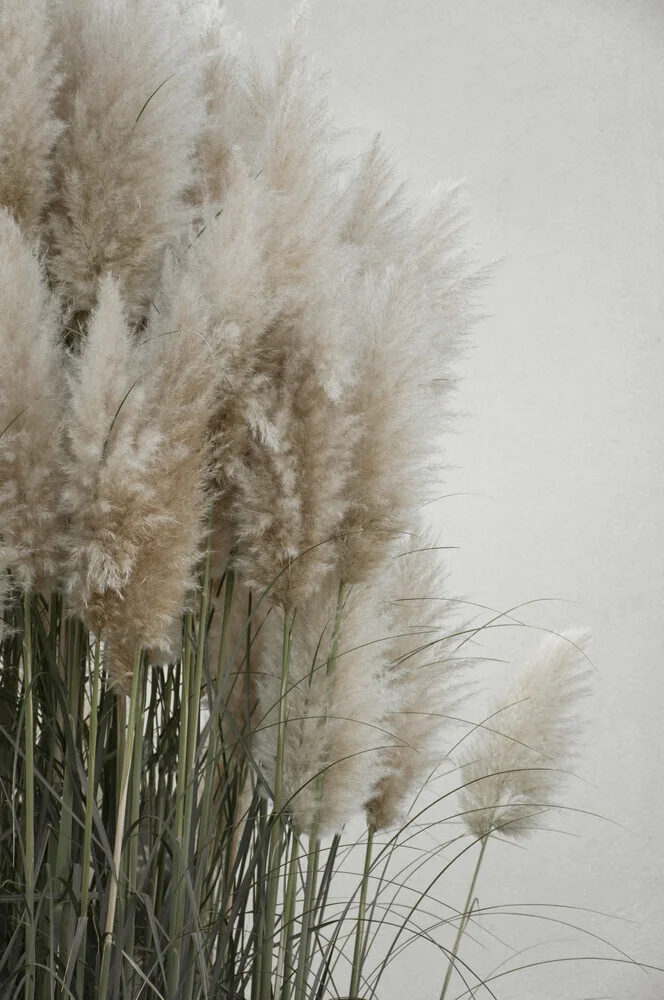 pampas grass cloudy HEAVEN - fotokunst von Studio Na.hili