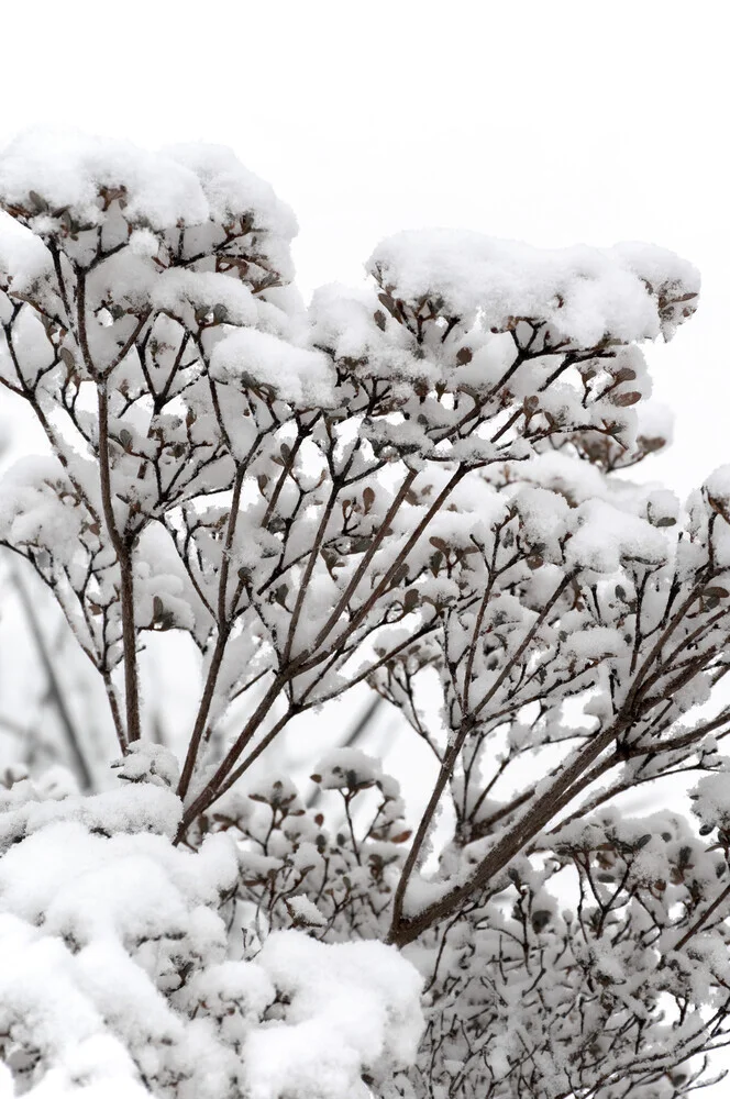 SNOWY white flower branches - fotokunst von Studio Na.hili