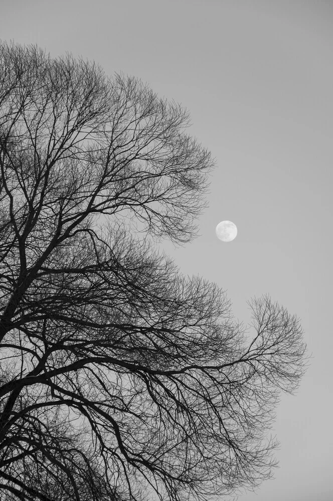 FULL MOON loves winter tree - black & white edition - Fineart photography by Studio Na.hili