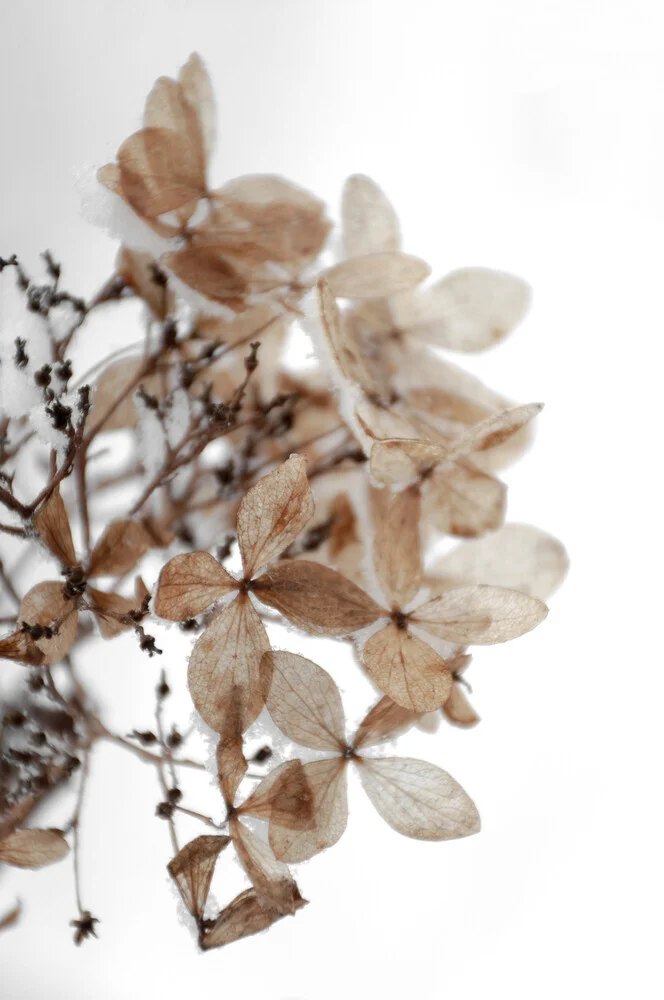 snowy hydrangea flowers 1 of 2 - Hortensie - fotokunst von Studio Na.hili