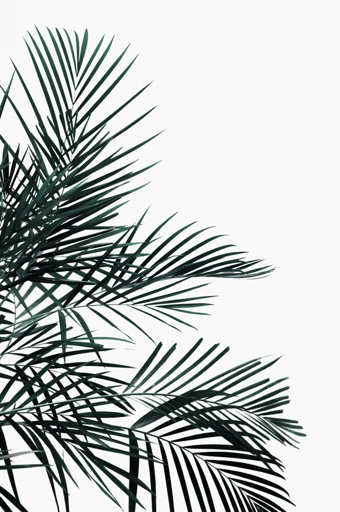 minimal PALM leaf - fotokunst von Studio Na.hili