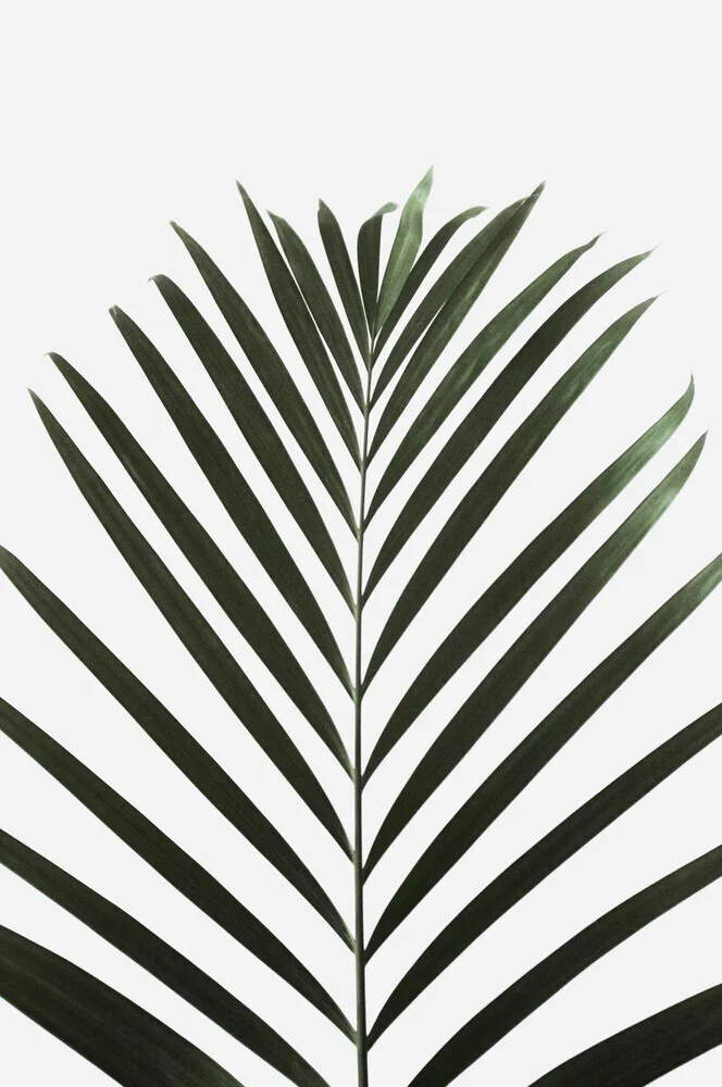 lush TROPICAL palms - Fineart photography by Studio Na.hili
