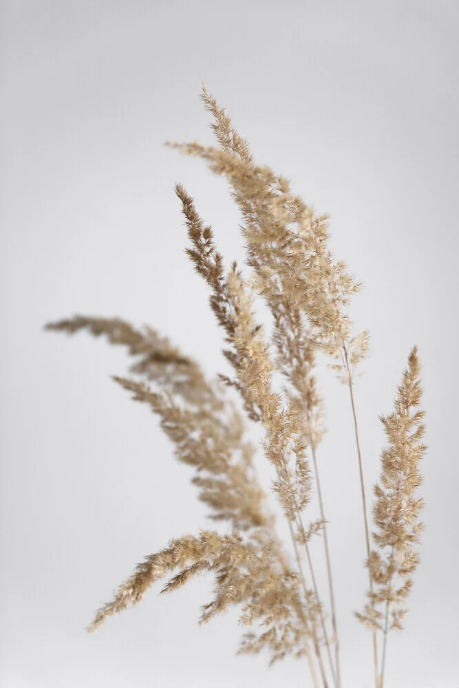 golden PAMPAS grass - Fineart photography by Studio Na.hili