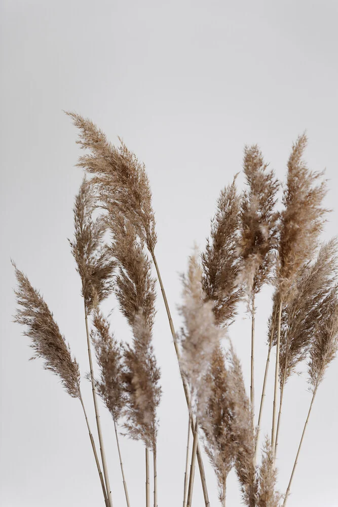 Pampas reed in the WIND - Fineart photography by Studio Na.hili