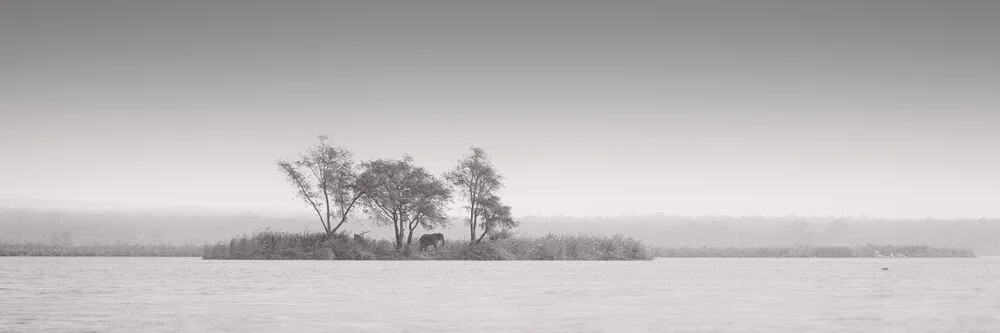 fine art panorama elephant lower zambezi - fotokunst von Dennis Wehrmann