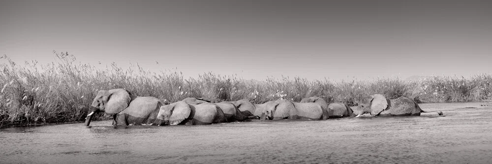 futureforelephants - fotokunst von Dennis Wehrmann