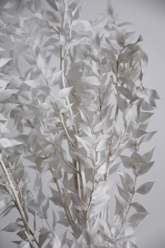 WHITE sunny leafs - fotokunst von Studio Na.hili