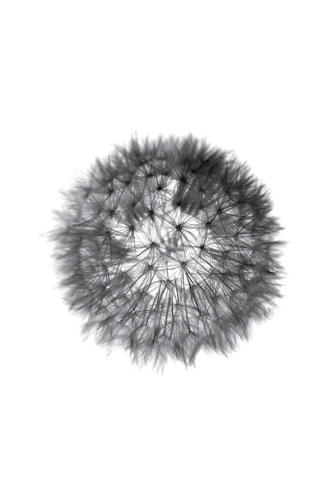 grey GRAFIC dandelion - fotokunst von Studio Na.hili
