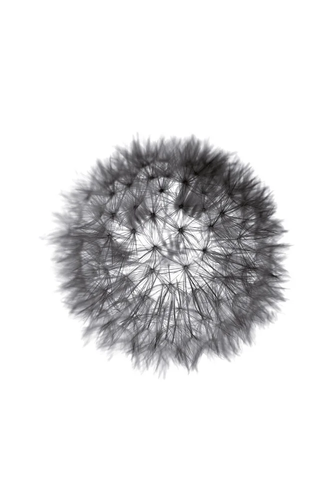 grey GRAFIC dandelion - Fineart photography by Studio Na.hili