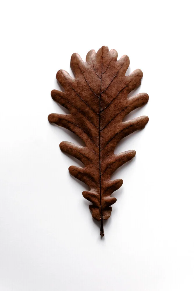 SHAPES - grafic oak leaf - fotokunst von Studio Na.hili