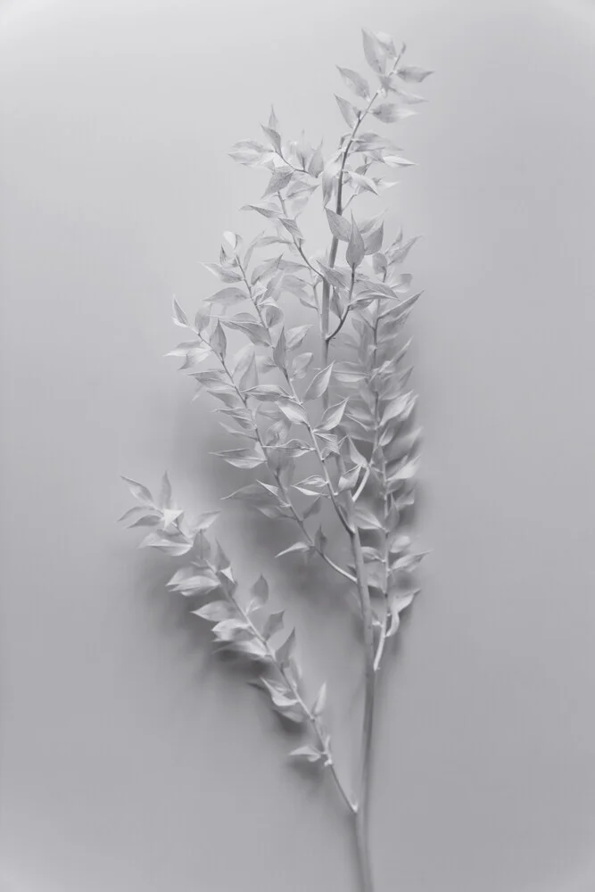 minimal white branch - fotokunst von Studio Na.hili