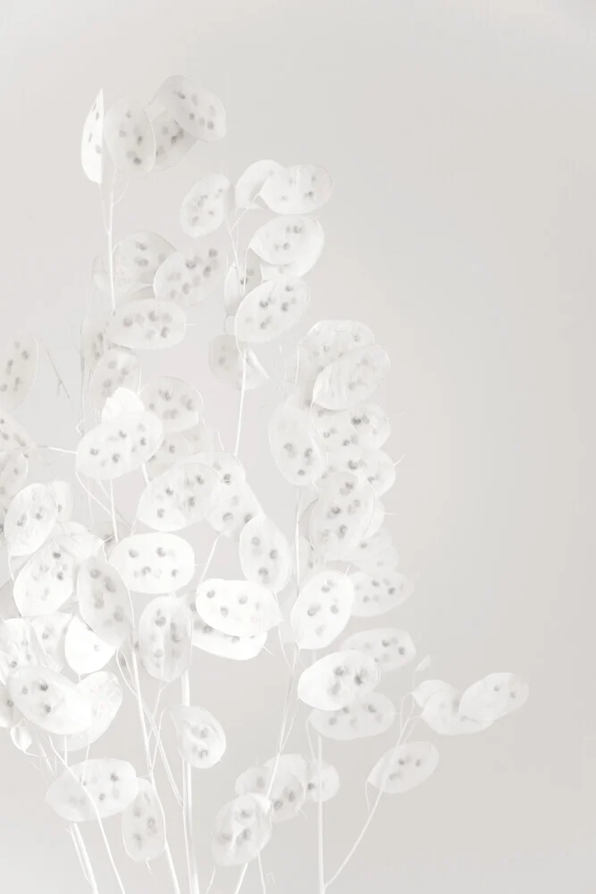 white CONFETTI flowers - Fineart photography by Studio Na.hili