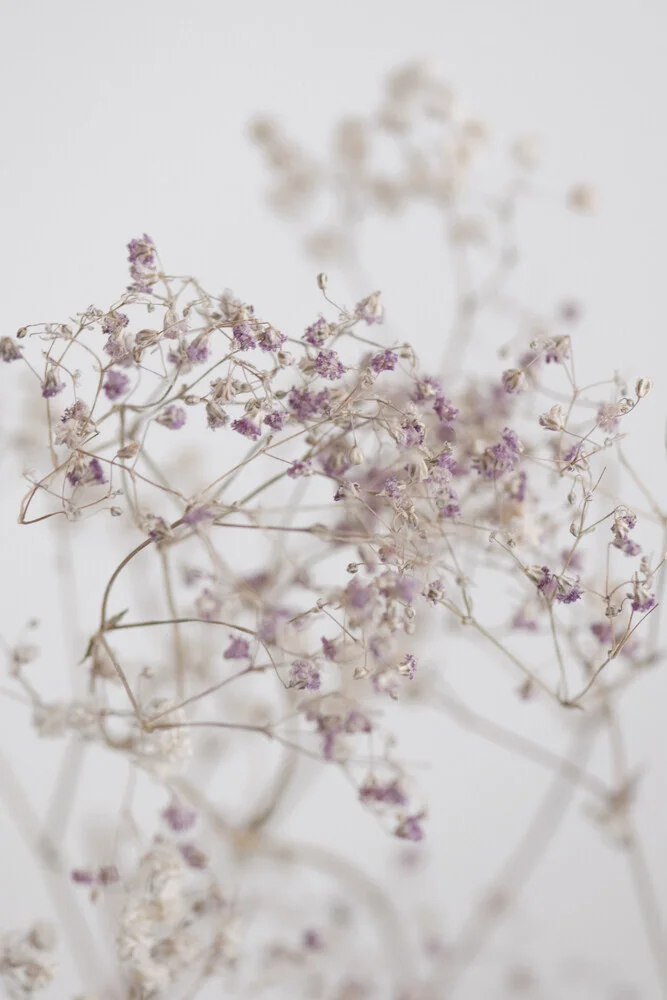 BLOSSOMS in the field - fotokunst von Studio Na.hili