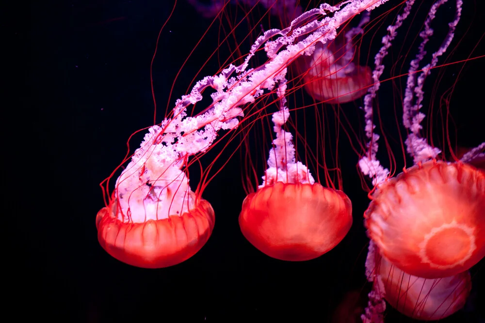 pink jelly - fotokunst von Philipp Langebner