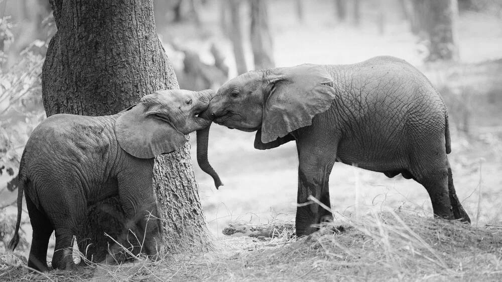 futureforelephants - fotokunst von Dennis Wehrmann