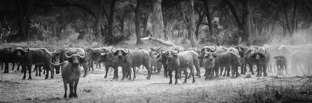 syncerus caffer - fotokunst von Dennis Wehrmann