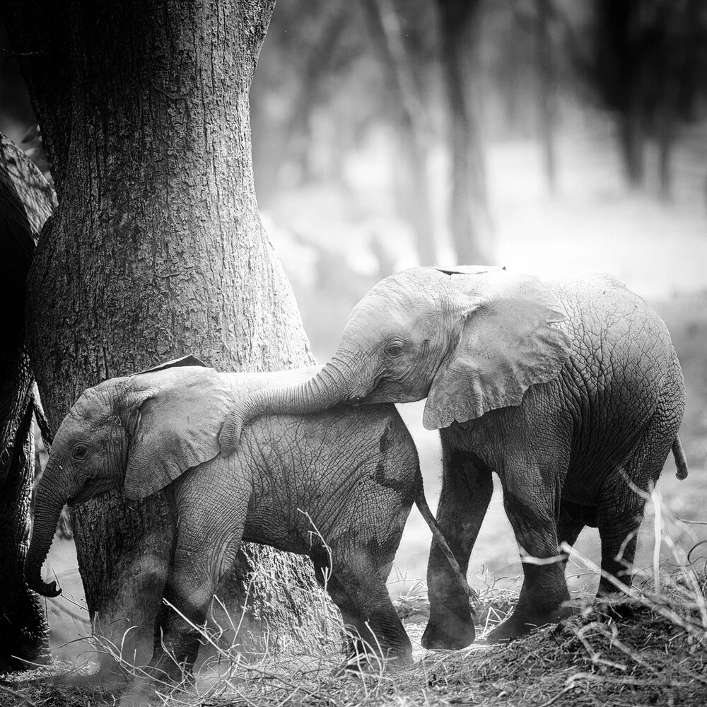 futureforelephants - fotokunst von Dennis Wehrmann