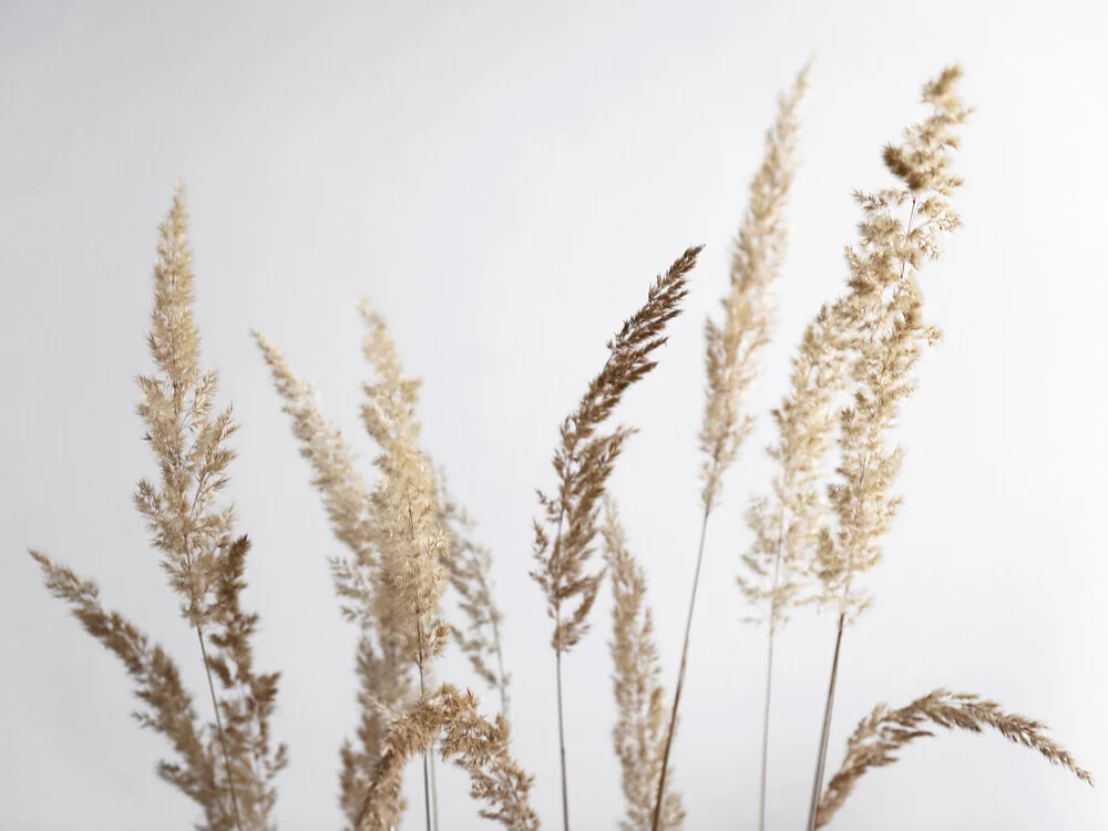 glorious golden PAMPAS grass - fotokunst von Studio Na.hili