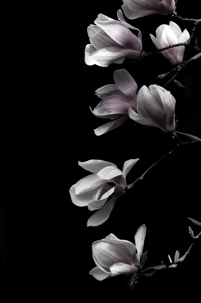 MAGNOLIA on black - Fineart photography by Studio Na.hili