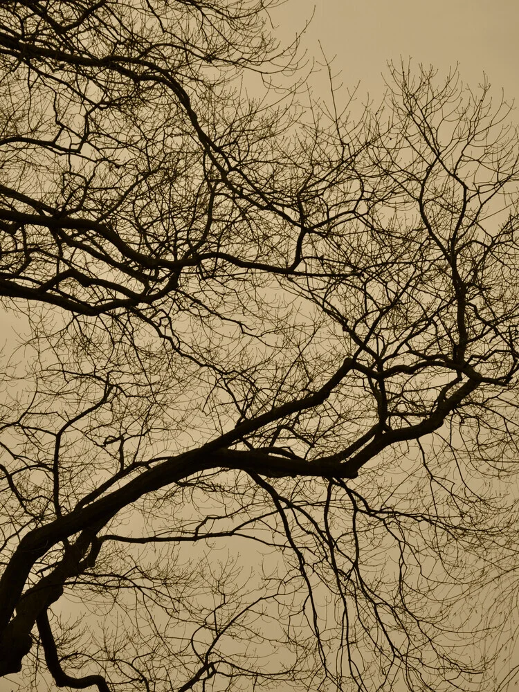 golden houre abstract branches - fotokunst von Studio Na.hili