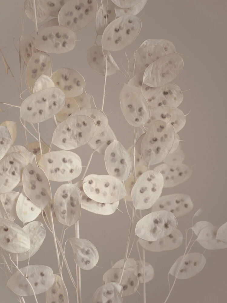 cream grey confetti plant - fotokunst von Studio Na.hili
