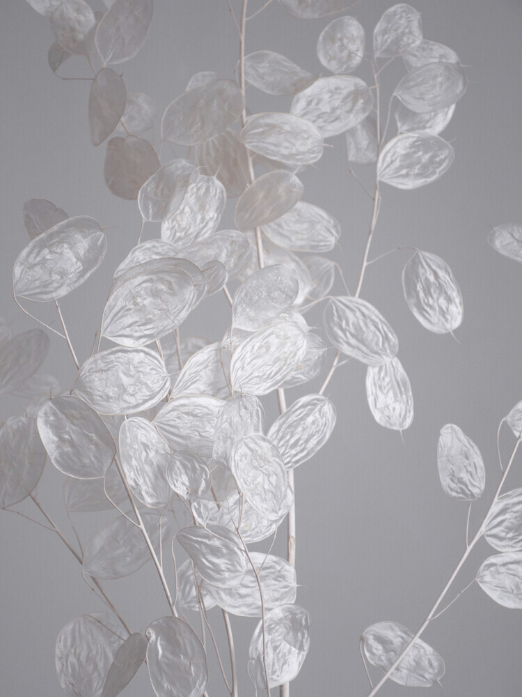 HONESTY - a branch of dried flowers - Fineart photography by Studio Na.hili