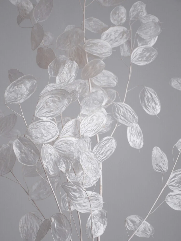 HONESTY - a branch of dried flowers - fotokunst von Studio Na.hili