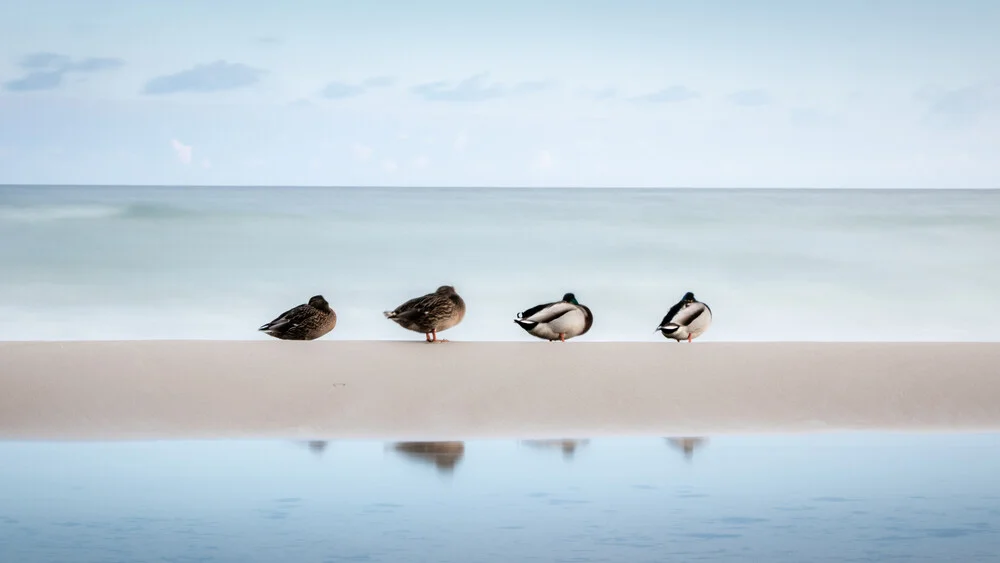 Duck Party - Fineart photography by Nils Steiner