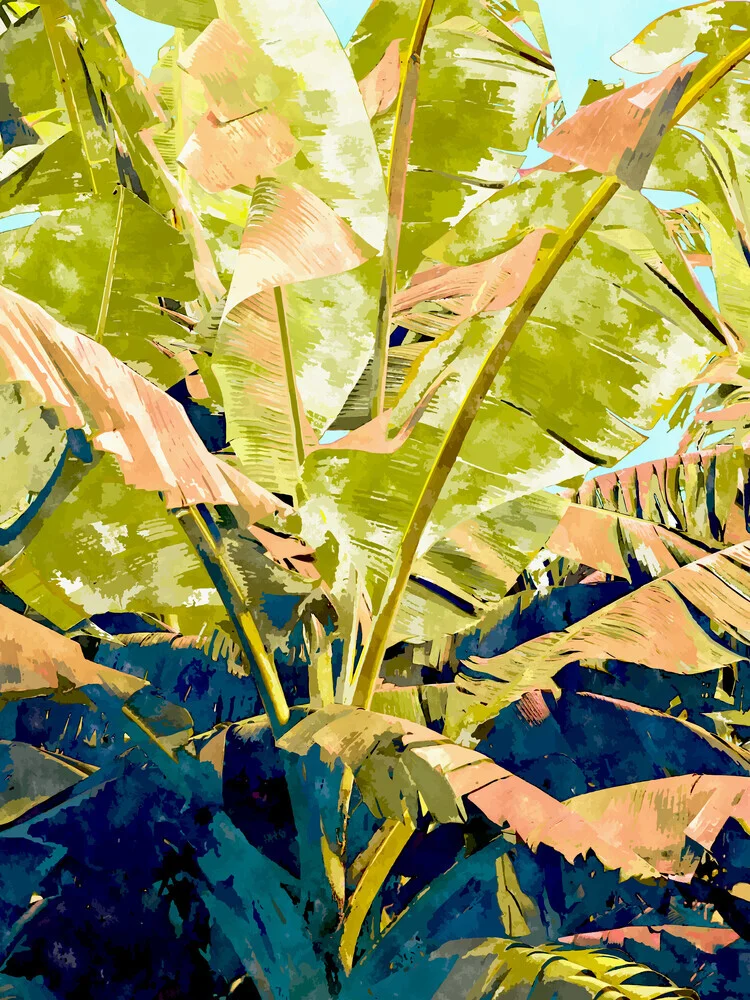 Blush Banana Tree - Fineart photography by Uma Gokhale