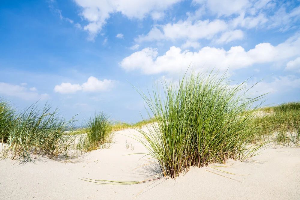 Strandhafer am Dünenstrand - fotokunst von Jan Becke